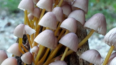 Mycena renati