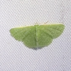 Synchlora