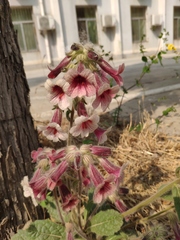 Rehmannia glutinosa