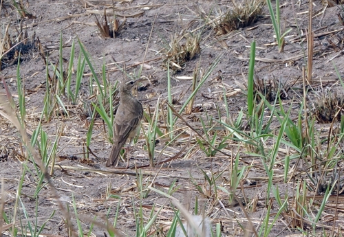 Plain-backed Pipit