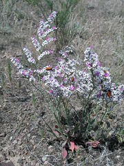 Goniolimon callicomum