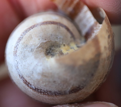 Pseudotachea splendida