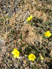 Tribulus cistoides