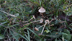 Mycena olivaceomarginata