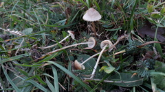 Mycena olivaceomarginata