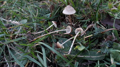 Mycena olivaceomarginata
