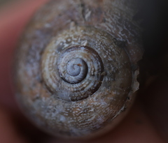 Pseudotachea splendida