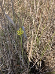 Polygala cymosa