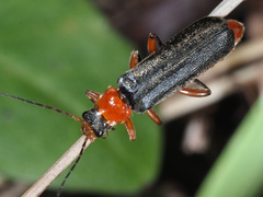 Cantharis pellucida