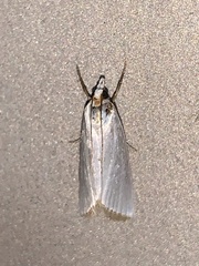 Urola nivalis