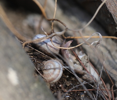 Pseudotachea splendida