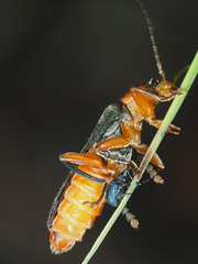 Cantharis pellucida