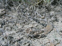 Asiotmethis muricatus