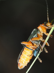 Cantharis pellucida