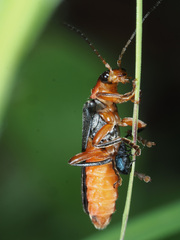 Cantharis pellucida