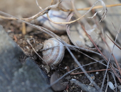 Pseudotachea splendida