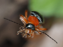 Cantharis pellucida