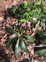 Helleborus orientalis