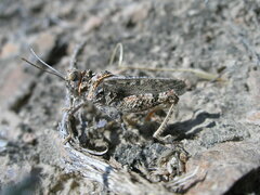 Asiotmethis muricatus