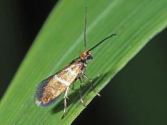 Micropterix aruncella