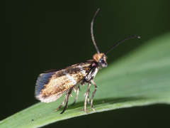 Micropterix aruncella