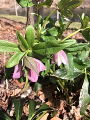 Helleborus orientalis