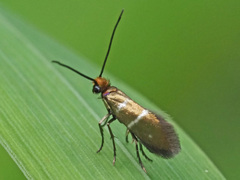 Micropterix aruncella