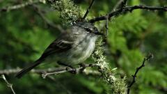 Serpophaga subcristata