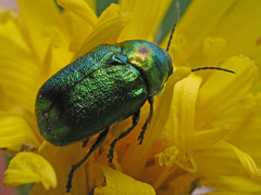 Cryptocephalus sericeus