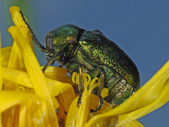 Cryptocephalus sericeus