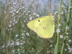 Colias erate