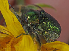 Cryptocephalus sericeus