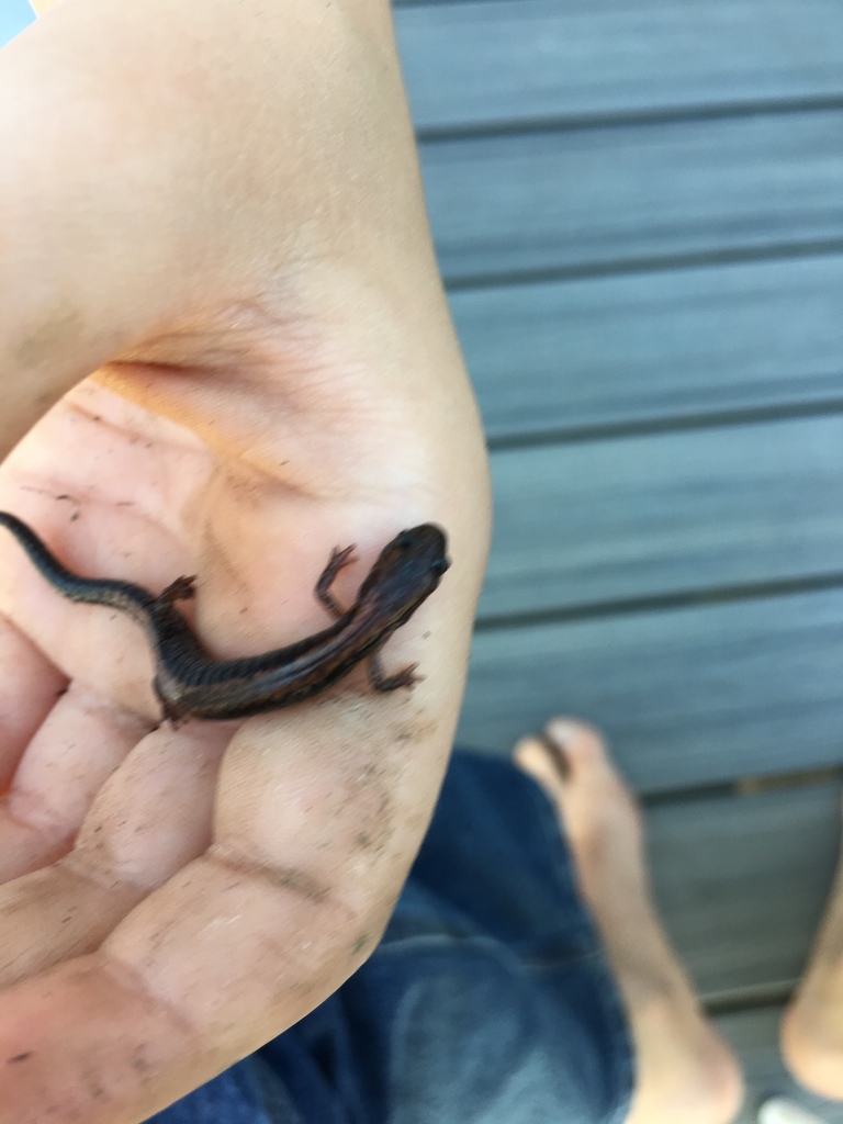 Lungless Salamanders from 337 Wister Rd, Wynnewood, PA, US on September ...