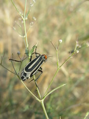 Epicauta erythrocephala
