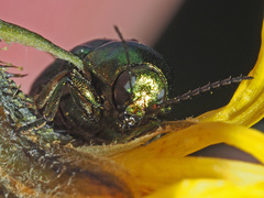 Cryptocephalus sericeus