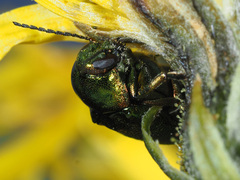 Cryptocephalus sericeus