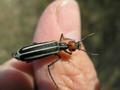 Epicauta erythrocephala