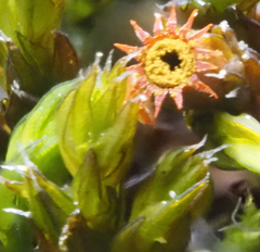 Schistidium apocarpum