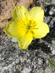 Tribulus cistoides