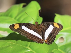Adelpha basiloides