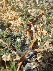 Tribulus cistoides
