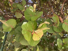 Coccoloba uvifera