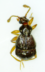 Pselaphinae