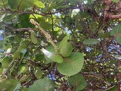 Coccoloba uvifera