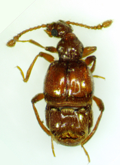 Pselaphinae
