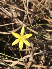 Hypoxis