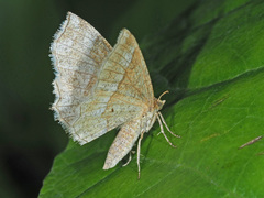 Cepphis advenaria