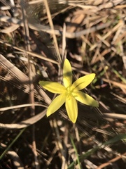 Hypoxis