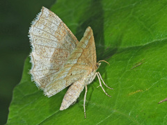 Cepphis advenaria