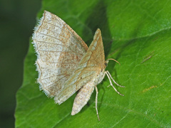 Cepphis advenaria